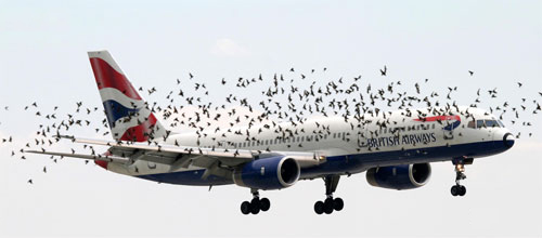 Birds-planes